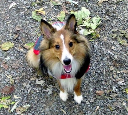 Whiskey my Sheltie