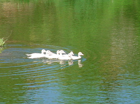 ducks on the pond