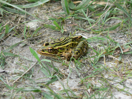 Long Lake spotted frog