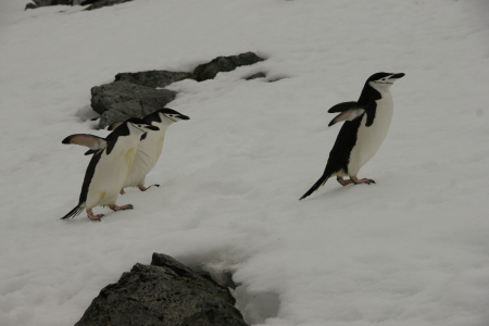 Antarctica