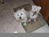 My doggies