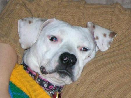 Sasha - our American Bulldog