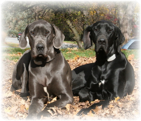 My 2 - 1 year old Great Danes, Max (b