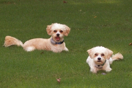Chandler & Chloe ~ Two of our three doggies