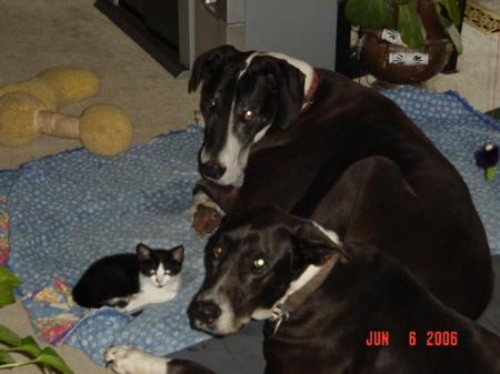 Jazz, Zeus and Katie