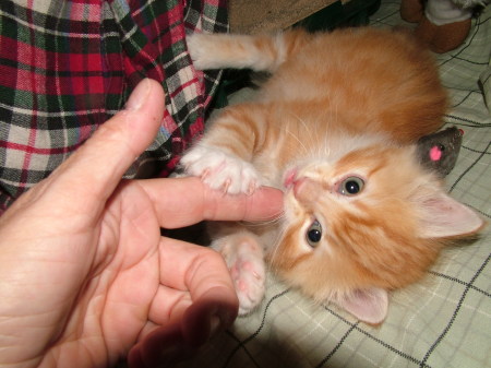 Garfield - a foster kitten