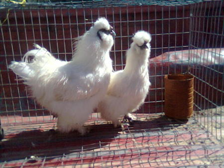 White Silky Bantams