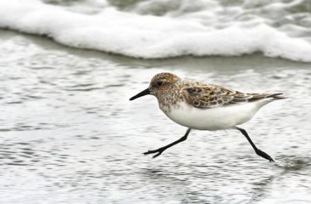 Plover bird