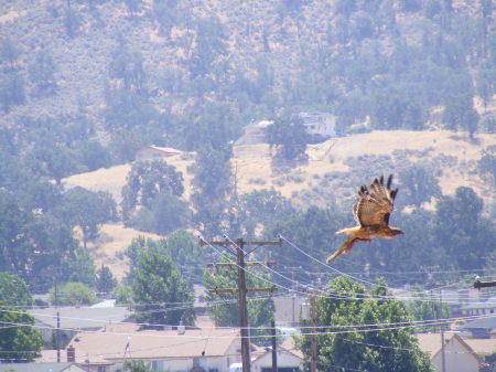 TEHACHAPI WILDLIFE