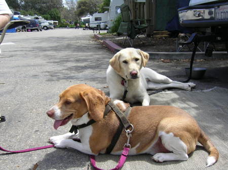 Our dog Latte, the brown Beagle and his friend Daisy