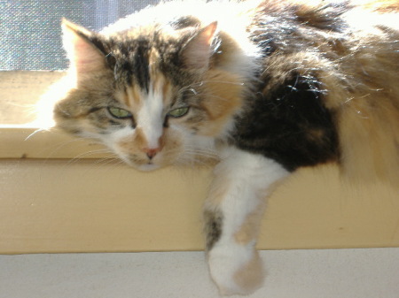 Another one of my kitties...Kiwi