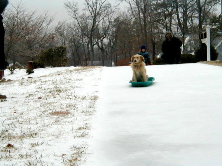 Our dog Bobo sledding