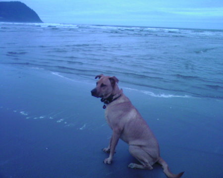 Buddy at the beach (aug 2006)