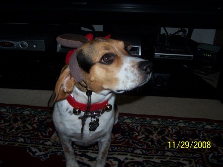 Merry Christmas from Chester 2008