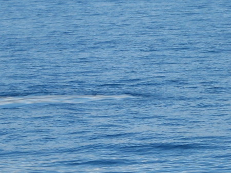 A whale "footprint" - whalewatching off Lana'i