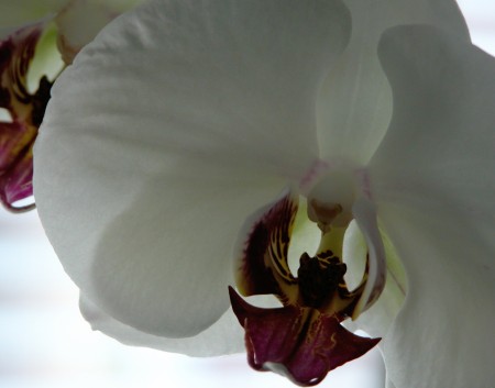 White Orchid