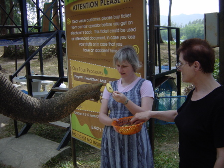 Feeding the elephants