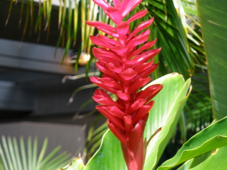 Hawaiian flower