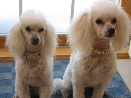 Poodles...of course!