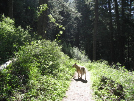 My dog, Rosy, hiking with me.