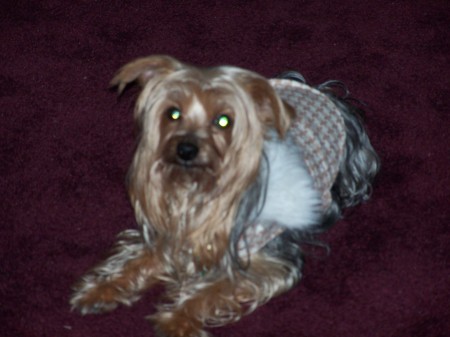 Cody Dog My Yorkie