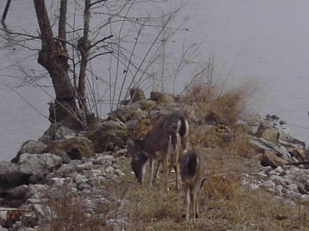 Deer in our front yard