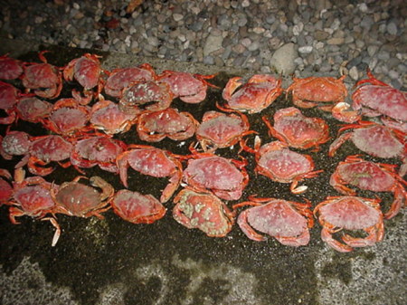 Crab anyone??