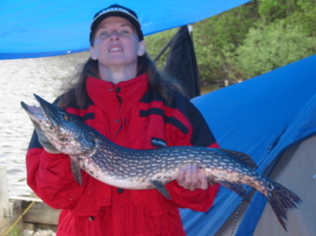 40 inch Northern Pike