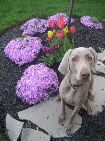 Sophie in the Spring!