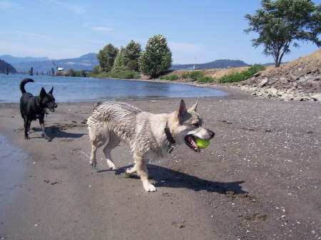 Our dogs frolicking along the Columbia!