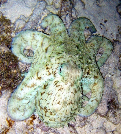 Octupus in Curacao