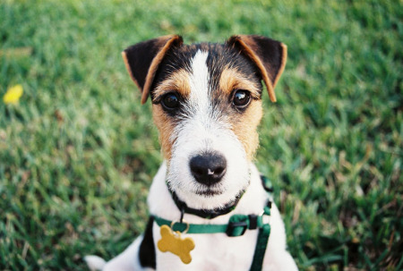 Tucker, our Jack-Russell