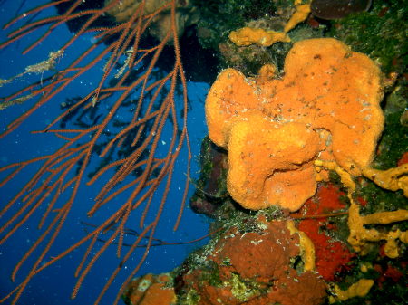 Scuba Diving In Cozumel, Mexico