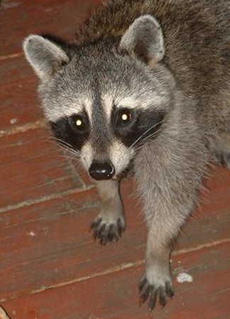 Porch friend