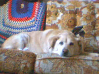 MY SECOND DOG,MY BABY..LADY_BUM