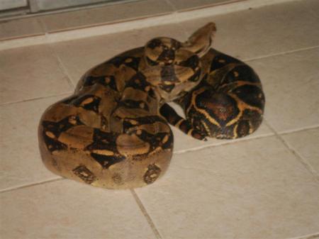 Python in my Florida Room