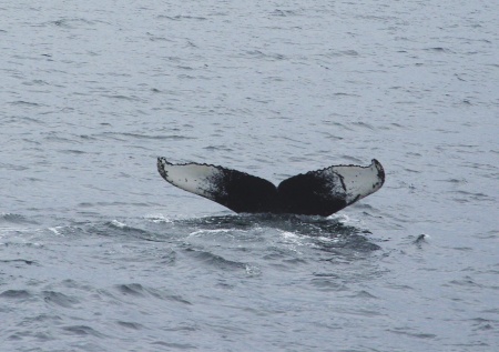whale watching at Cape Cod