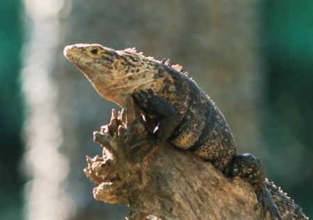 Black and white spiny iguana.