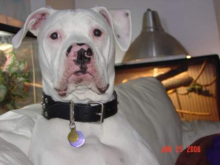 DUKE!!  Our American Bulldog