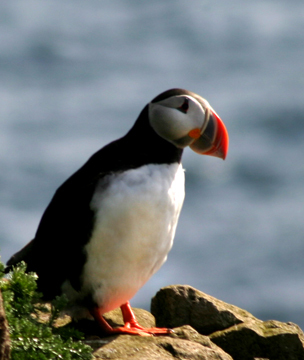 Puffin