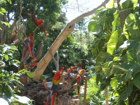 Parrots...in Mexico