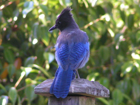 Dad's steller jay