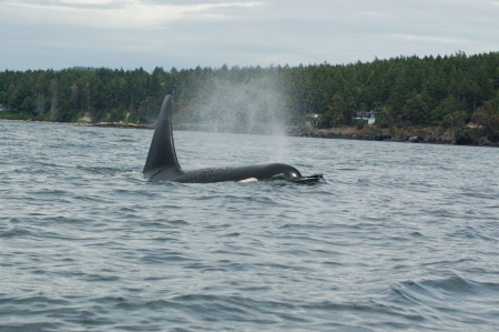 J Pod male