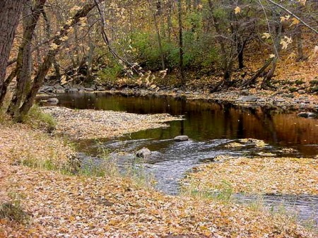 Dog Park River