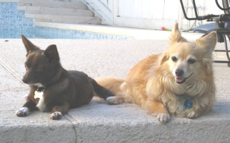 Coco and Simba.... The 2 men in my life.  Gotta Luv'um.