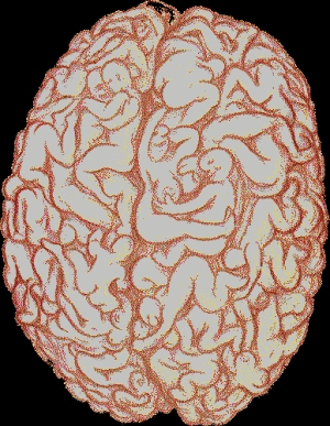 This is the Male Brain