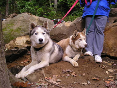 2 of my beautiful Huskies