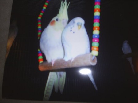 My Birds!