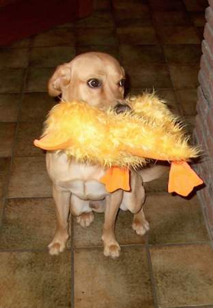 Eijsden with his Christmas Duck