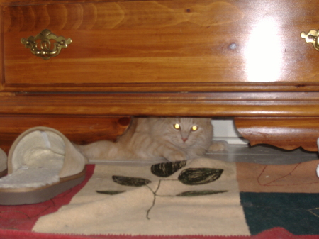 Cat under a dresser